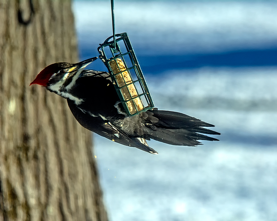 1312_1036a.jpg - Pileated Woodpecker