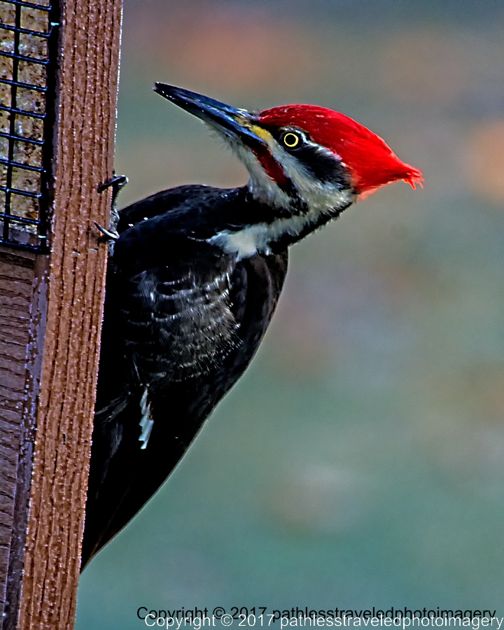 1701_0020a.jpg - Jan - Pileated Woodpecker