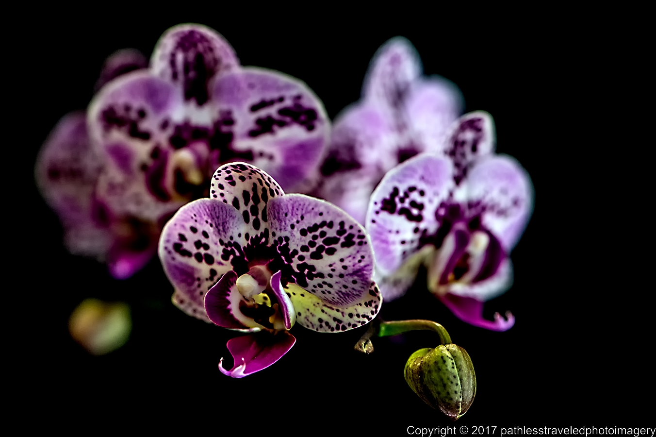 1702_0033a.jpg - Feb Orchids